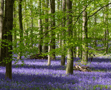 Carpet Of Bluebells Growing In The Wild On The Forest Floor In Springtime In Dockey Woods, Buckinghamshire UK. 