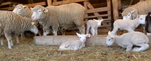 Lambs On Grass, Ile De France Sheep
