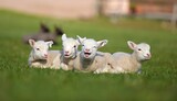 Fototapeta Konie - lambs on grass, ile de france sheep