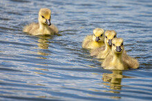 Group Of 4  Cute Canada Geese Chicks Swimming In Line On Lake