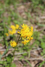 Butterweed Blooms With Another Cluster In The Background At Miami Woods In Morton Grove, Illinois