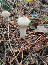 Edible Raincoat Mushroom (lycoperdon), White With A Round Cap