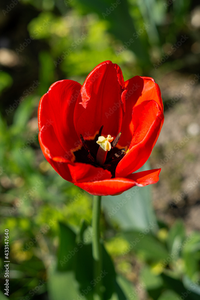 Piękny kwiat w ogrodzie, Polska, Toruń, Chełmża - obrazy, fototapety, plakaty 