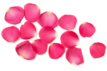 Floral background with pink rose petals isolated on white.