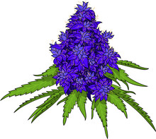 Marijuana Female Flower, Purple, Weed, Vector Design