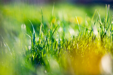 green grass summer background shallow depth of field