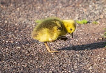 Wall Mural - Canada goose gosling walking on pavement