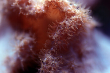 Sticker - Pink Cabbage Leather Coral - (Sinularia brassica) 