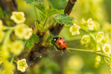 Fototapeta Tulipany - Ladybug On Green Leaf Of Currant In Garden In Spring.