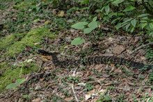 Timber Rattlesnake On Side Of Trail