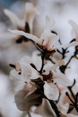 Poster - Vertical shot of gentle white spring flowers illuminated by sunlight on small twigs