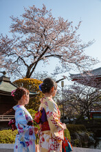 Woman In Kimono During Cherry Blossom Season, Tokyo