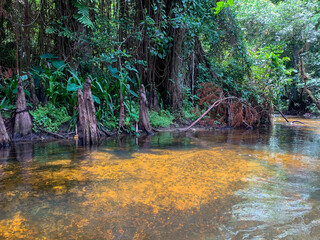 Wall Mural - Cypress swamp river in Florida