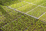 Fototapeta Tulipany - Greenhouse with lettuce seedlings of different types to be replanted in the field in a family farm in Brazil