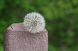 A white fluffy dandelion resting on top of a wooden post in a field full of dandelions along a hiking trail