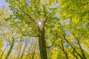 Tall tree in the forest in warm sunlight. Spring summer green forest trees. nature greenery wood sunlight banner. Ecology landscape, blue sky sunny trunk, dramatic old tree from low point of view