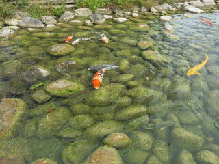 Wall Mural - children are feeding many hungry and colorful koi in the pool for leisure time in sunny day outdoor activity close-up