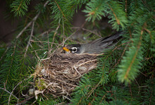 Turdus Migratorius - American Robin On Nest