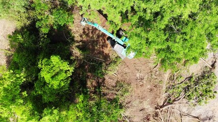 Wall Mural - the top view of the deforestation.