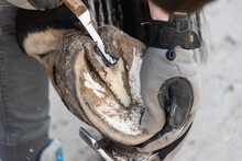 Natural Hoof Trimming - The Farrier Trims And Shapes A Horse's Hooves Using The Knife, Hoof Nippers File And Rasp.