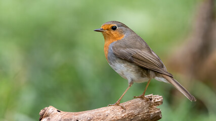 bird, robin, natur, wild lebende tiere, tier, rot, wild, winter, bird, rotkehlchen,