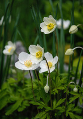 Poster - White delicate anemone flower in the spring garden	