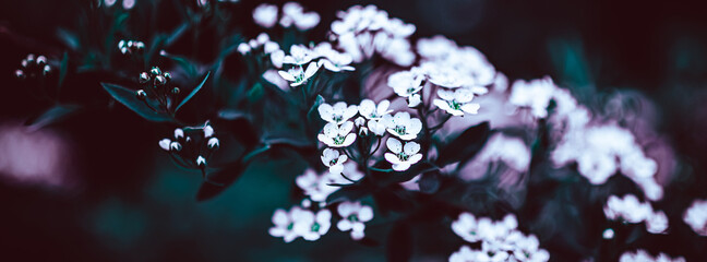 Dark Moody Floral backdrop of blooming spiraea