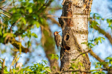 Wall Mural - Northern Flicker woodpecker on a tree