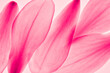 Magnolien Blüten abstrakt nebeneinander rosa