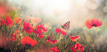 Natural Landscape With Blooming Field Of Poppies At Sunset. Poppies Flowers And Butterfly In Nature In Morning Sunlight.