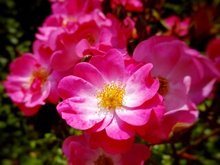 pink and white flower in the garden