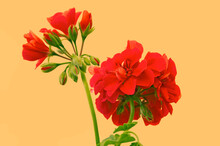 Red Geranium Flowers (Geranium) With Buds Close Up On Orange Isolated Background