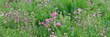  Rote Lichtnelke (Silene dioica) , Rotes Leimkraut, Wildpflanze, Blumenwiese, Panorama 