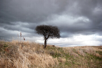 Poster - Tree and dramatic sky. Rural landscape.