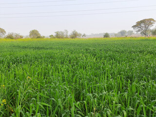 Wall Mural - Wheat field in blue sky background.