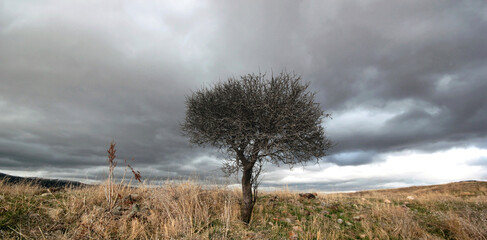 Poster - Tree and dramatic sky. Rural landscape.