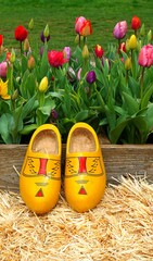 Dutch wooden clogs in front of a tulip field