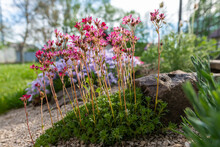 Saxifraga Arendsii. Blooming Saxifraga In Rock Garden. Rockery With Small Pretty Pink Flowers, Nature Background.