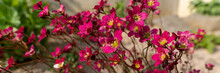 Saxifraga Arendsii. Blooming Saxifraga In Rock Garden. Rockery With Small Pretty Pink Flowers, Nature Web Banner Background.