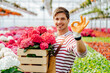 © Iryna - Successful excited man gardener holding hydrangea flowers pots in box standing on bright greenhouse background and shows ok sign. Close up portrait. everything is ok.body language concept.