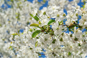 Poster - cherry blossom, bee pollination Selective focus