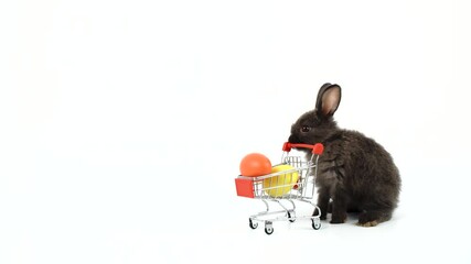 Wall Mural - Easter holiday and shopping online concept. Adorable little black bunny rabbit pushing shopping cart with colorful paint easter eggs while walking over isolated white background. 