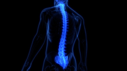 Spinal Cord Vertebral Column of Human Skeleton System Anatomy