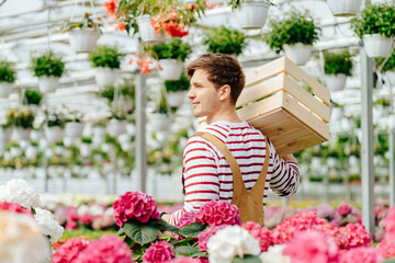 Smiling young man holding empty box in a greenhouse. Happy garden center owner. Smiling young male walking along potted hydrangea flower in a greenhouse