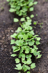 Wall Mural - Radish seedlings on bed in garden. Springtime. Gardening concept.