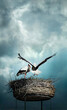 Beautiful storks against dramatic background