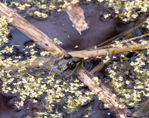 Canvas Print - Closeup shot of a little frog's head on the surface of a dirty pond