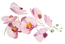 Watercolor Pink Orchids Tropical Flowers Illustrations