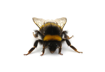 Wall Mural - Bumblebee (Bombus) insect isolated on white