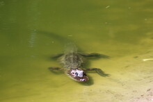Young Alligator In A Shallow Pond